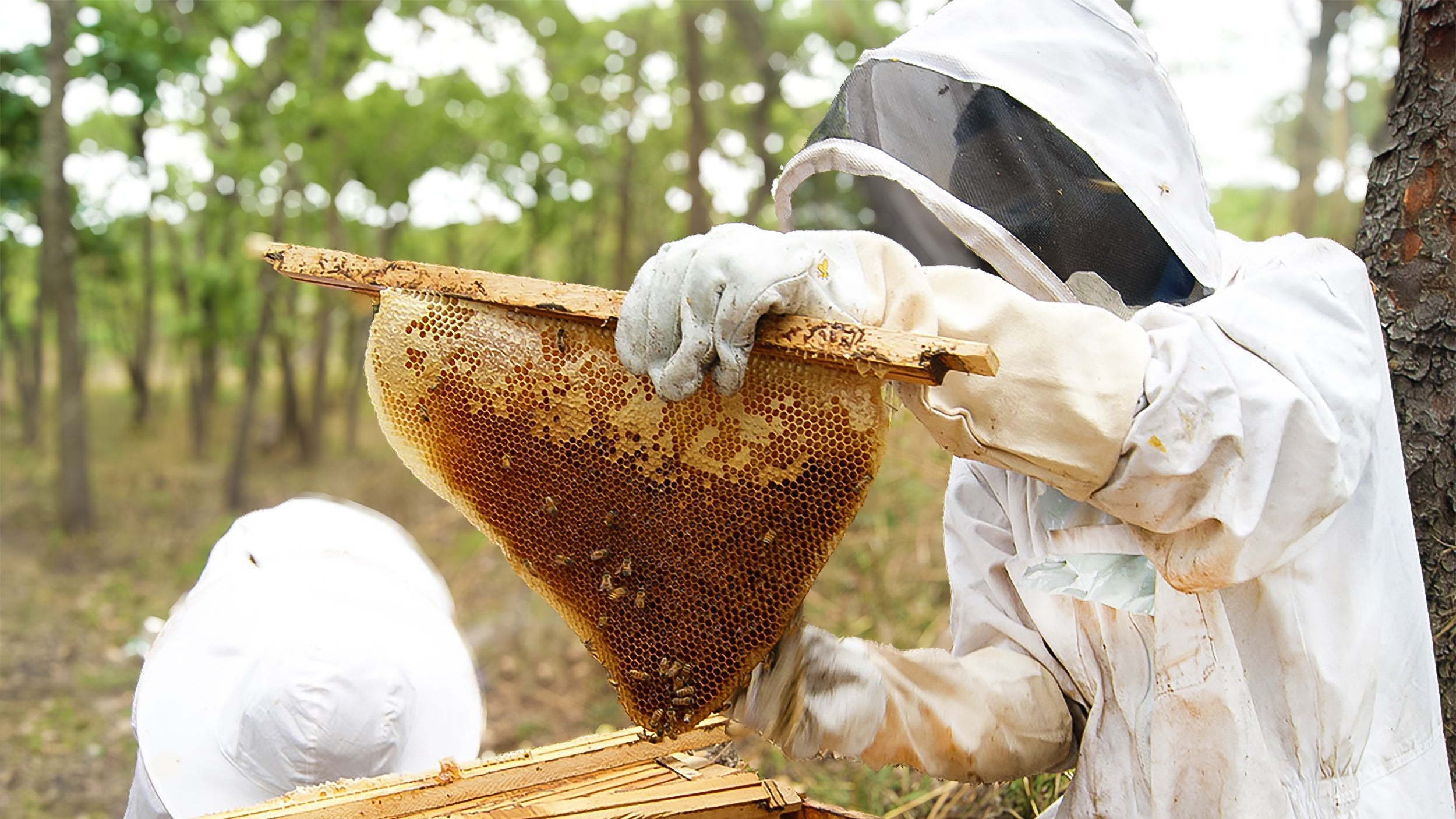 Beekeeper in African forest inspecting wild beehive