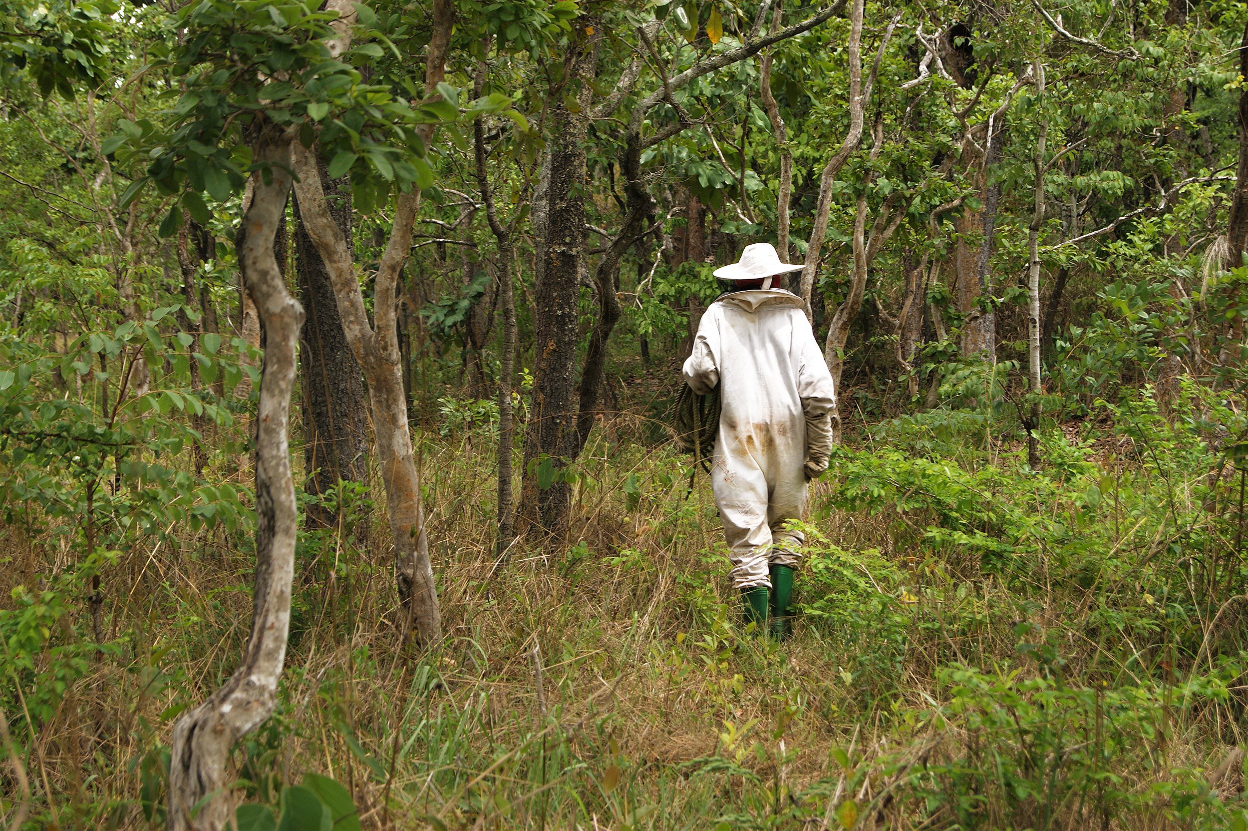 Beekeeper walking into the Miombo forest.png__PID:cf6ffb39-aaf6-4fc5-9a2c-2e4b283c56ad