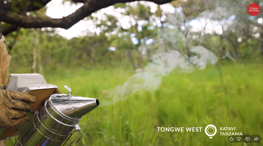 Beekeeper preparing a smoker before harvesting wild african forest honey  in the forest