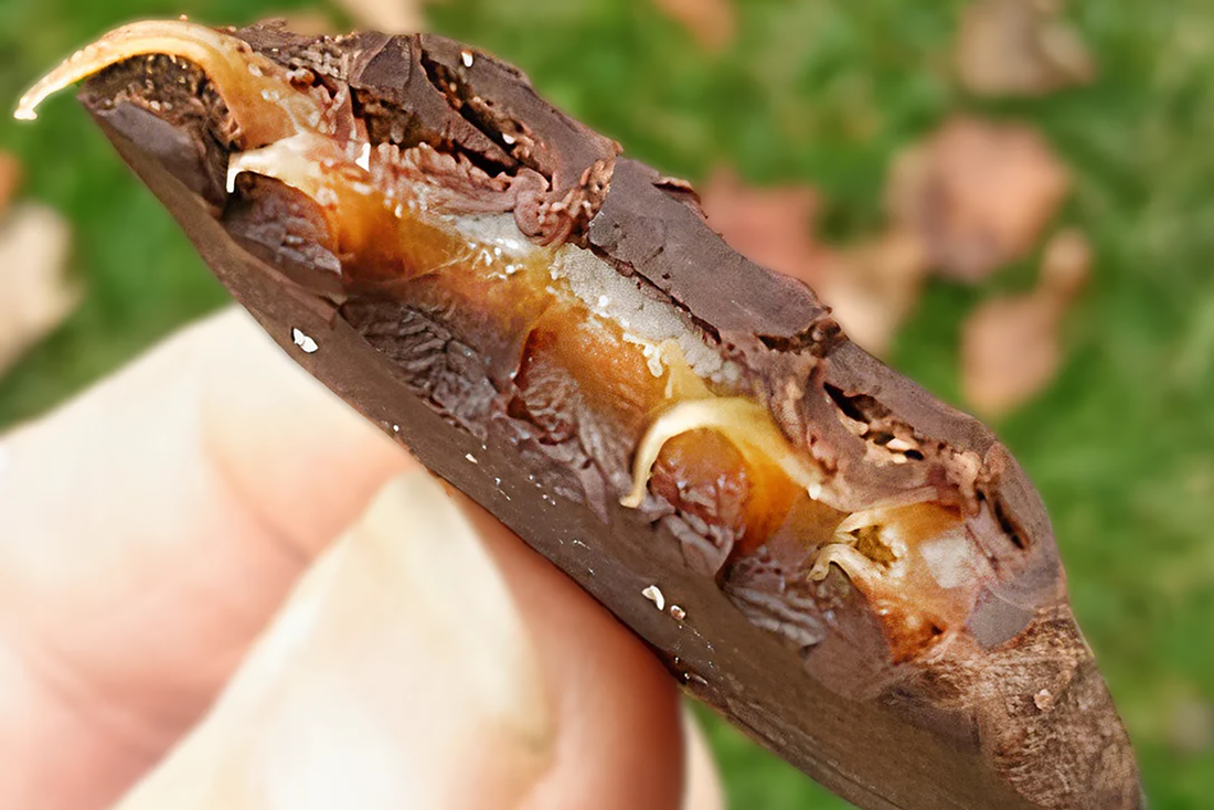 Honey salted caramels 