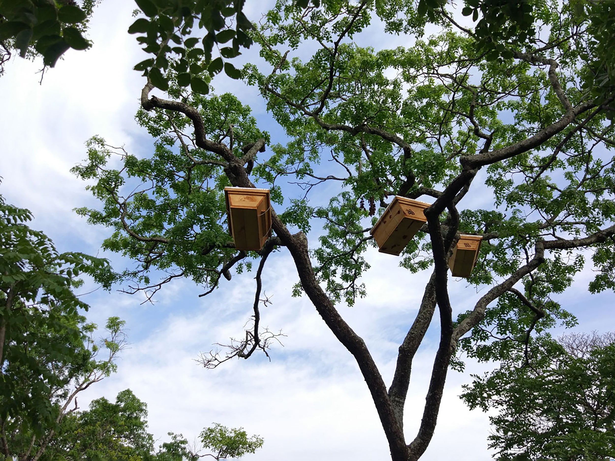 Beehives in tree canopies