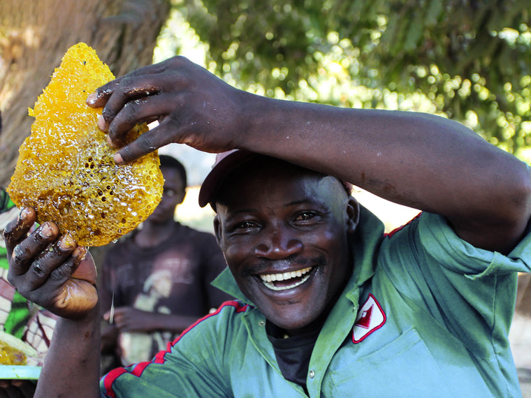 Beekeeper holding wild forest honeycomb 