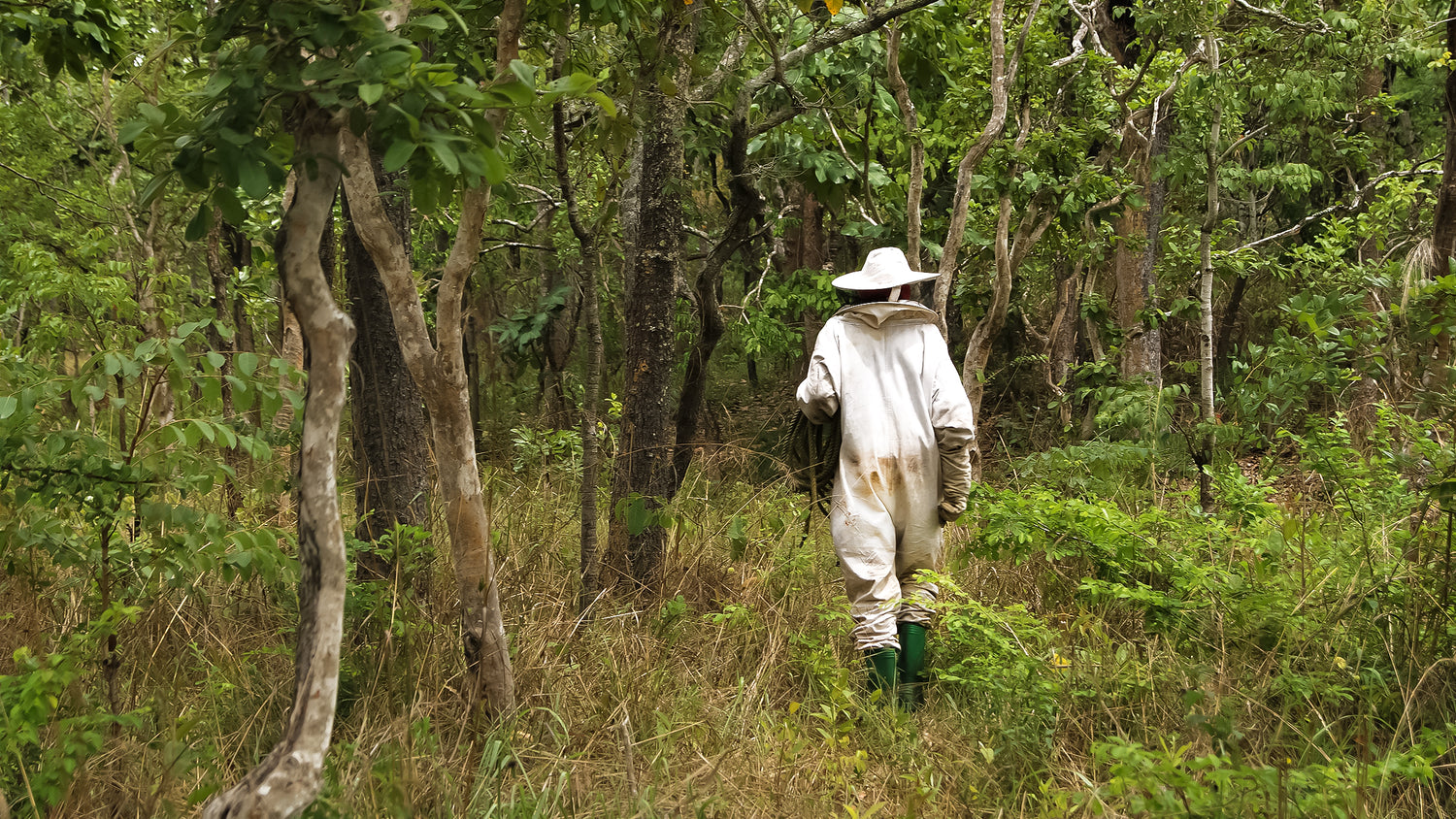 Beekeeper Walking into Miombo Forest
