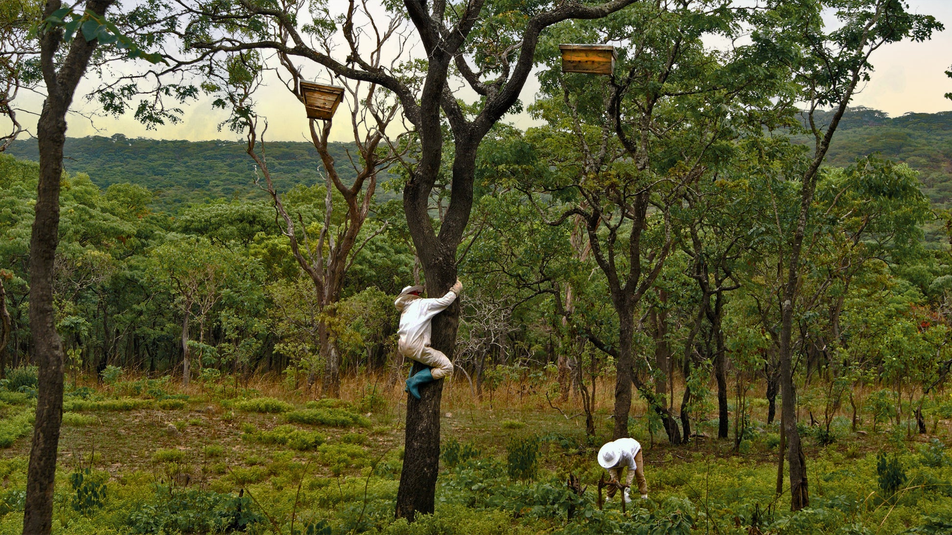 The most natural Raw honey is from a Wild Forest 