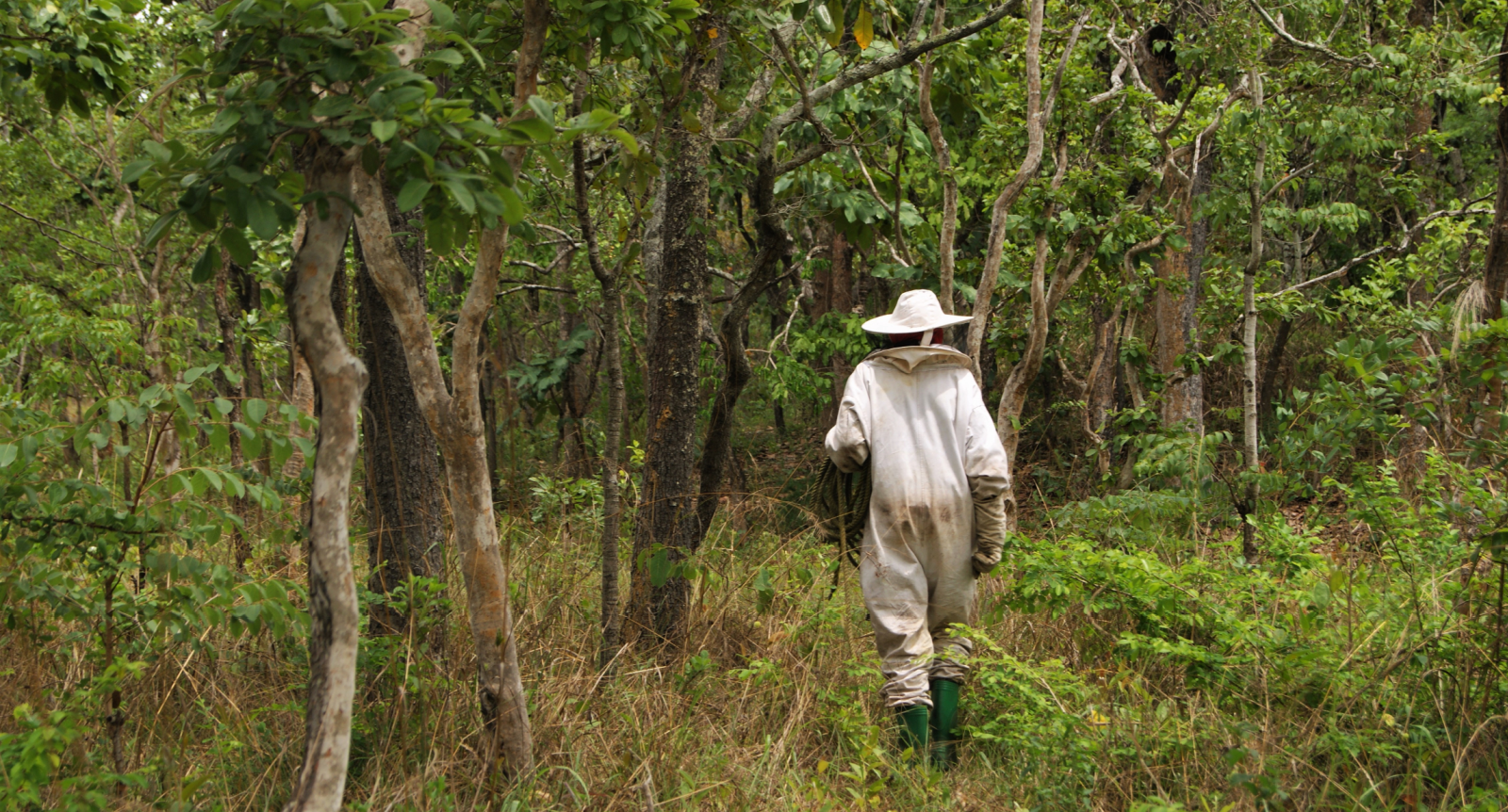 Beekeeper walking into Miombo forest in Africa